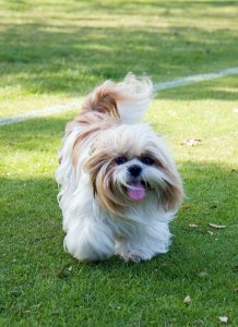 dog, shih tzu, animal-220393.jpg