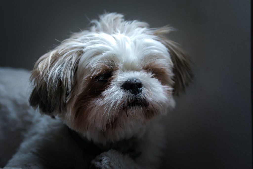 small short-coated white and brown dog